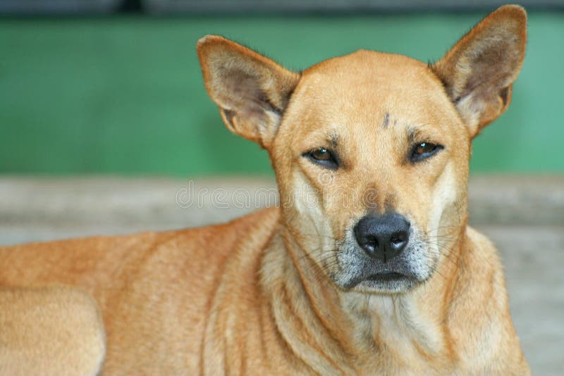 Gammal brun hund royaltyfria bilder Gammal brun hund royaltyfria bilder