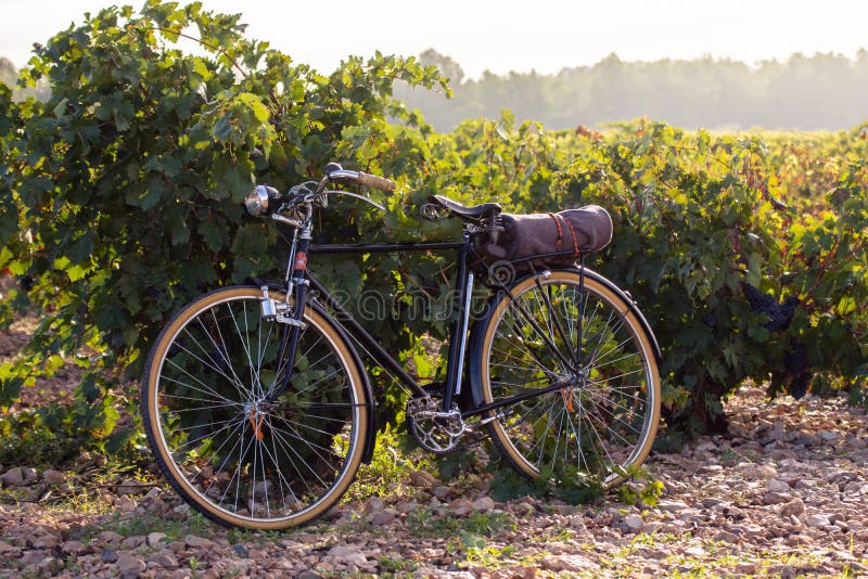 Gammal cykel i en vingård, på guld- soluppgång i Fontanars dels Alforins, liten stad i landskapet av Valencia, Spanien royaltyfria bilder Gammal cykel i en vingård, på guld- soluppgång i Fontanars dels Alforins, liten stad i landskapet av Valencia, Spanien royaltyfria bilder