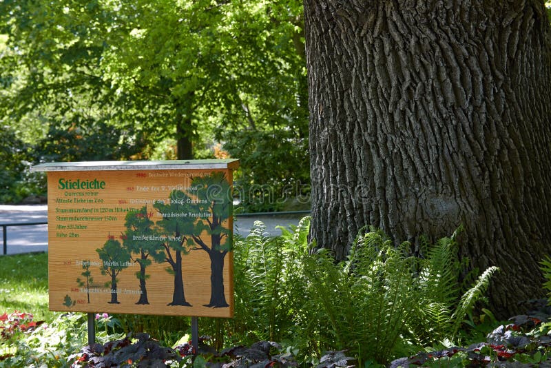 Gammal ekQuercus robur i Berlin Zoo. Berlin Tyskland - 28 Maj, 2014: Den äldsta ekquercusen robur i Berlin Zoo