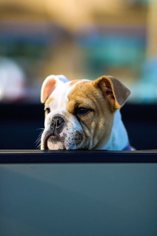 Gammal engelsk boxare Bulldogge med hans huvud på ett staket som bort ser och väntar på hans ägare royaltyfri fotografi Gammal engelsk boxare Bulldogge med hans huvud på ett staket som bort ser och väntar på hans ägare royaltyfri fotografi