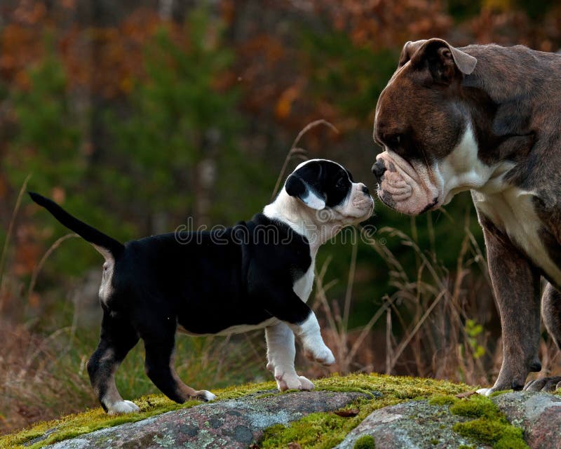 Gammal engelsk bulldogg nio veckor för gammal valp med en vuxen man arkivfoto Gammal engelsk bulldogg nio veckor för gammal valp med en vuxen man arkivfoto