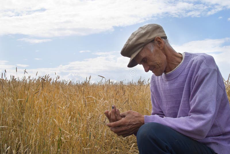 The old man about field of wheat. The old man about field of wheat