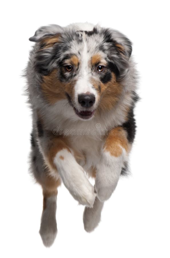 gammal herde för 7 australiensiska hundbanhoppningmånader arkivfoto gammal herde för 7 australiensiska hundbanhoppningmånader arkivfoto