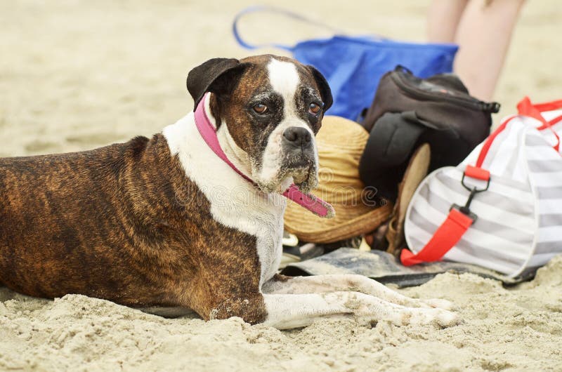 Gammal hund som tycker om dag på stranden som blöter i sol & tid med familjen arkivfoto Gammal hund som tycker om dag på stranden som blöter i sol & tid med familjen arkivfoto