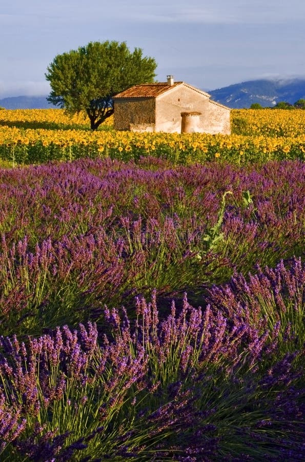 Gammal ladugård i solros- och lavendelfält på platån De Valensole arkivfoton