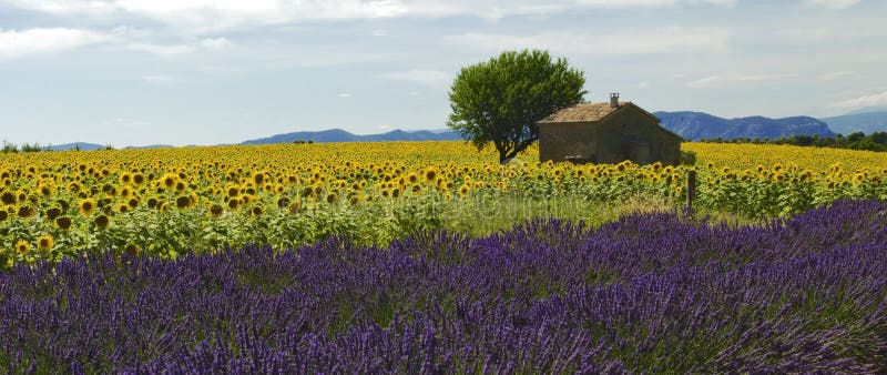 Gammal ladugård i solros- och lavendelfält på platån De Valensole arkivbild