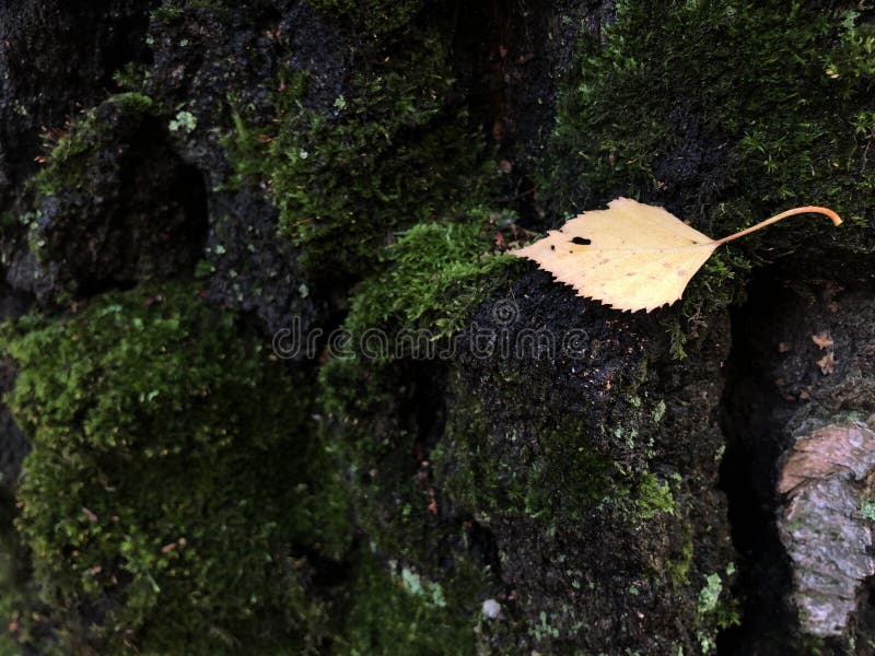 Gammal mörk bark med gult fågelblad, höstgrumlig dag, björnbark med grönmoss Bakgrund arkivbild Gammal mörk bark med gult fågelblad, höstgrumlig dag, björnbark med grönmoss Bakgrund arkivbild