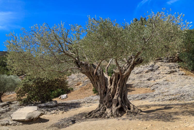 Gammalt olivträd i Provence, södra Frankrike royaltyfri foto