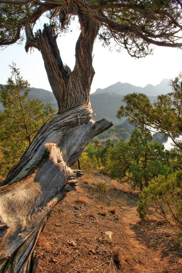 Gammalt träd royaltyfria bilder