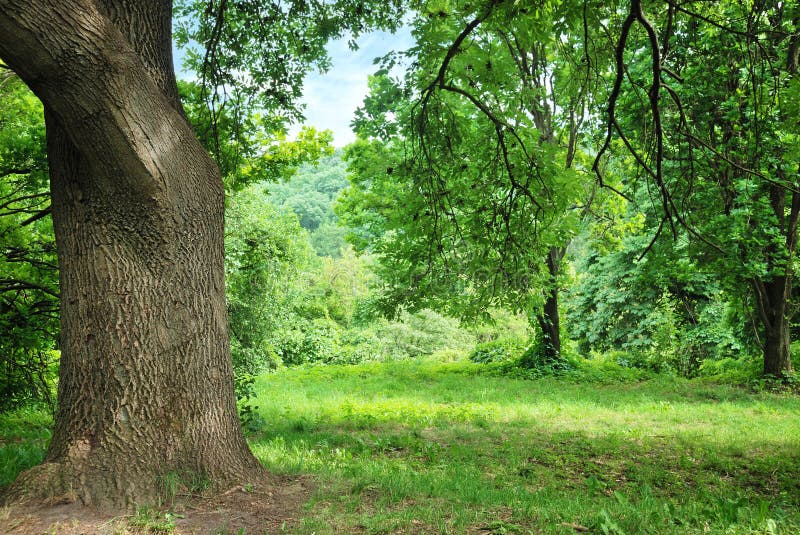 gammal tree för stor gläntaoak royaltyfri fotografi gammal tree för stor gläntaoak royaltyfri fotografi