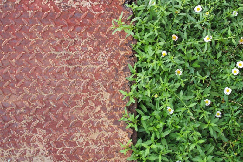 Gammalt järnark med rostiga modeller och växt, blomma som blommar på bakgrund royaltyfri foto Gammalt järnark med rostiga modeller och växt, blomma som blommar på bakgrund royaltyfri foto