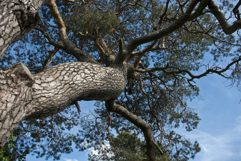 Den gamla tallen royaltyfri foto