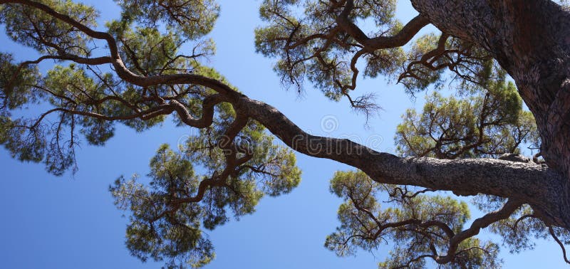 Panorama över ett gammalt tallträd arkivbild