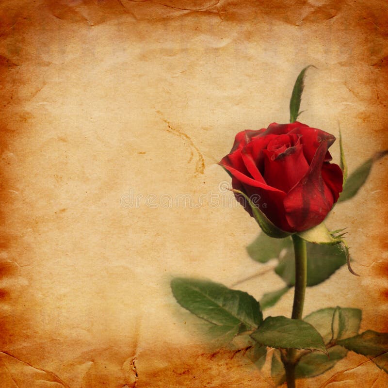 Gammalt tappningkort med en bukett av härliga rosa rosor arkivfoto Gammalt tappningkort med en bukett av härliga rosa rosor arkivfoto