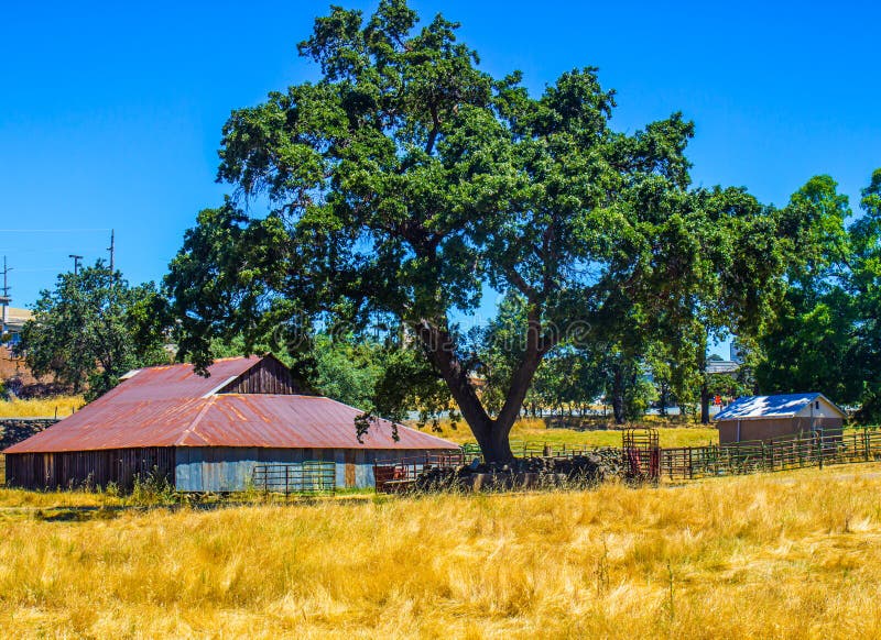 Gammalt trä & Tin Barn Under Oak Tree royaltyfri fotografi Gammalt trä & Tin Barn Under Oak Tree royaltyfri fotografi