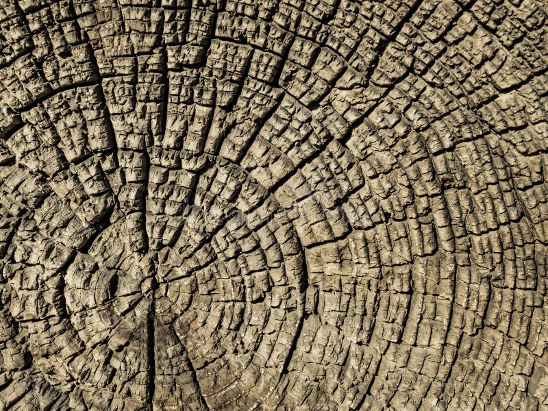 Old cross-section of a tree. raw wood. Old grey stump. Old cross-section of a tree. raw wood. Old grey stump.