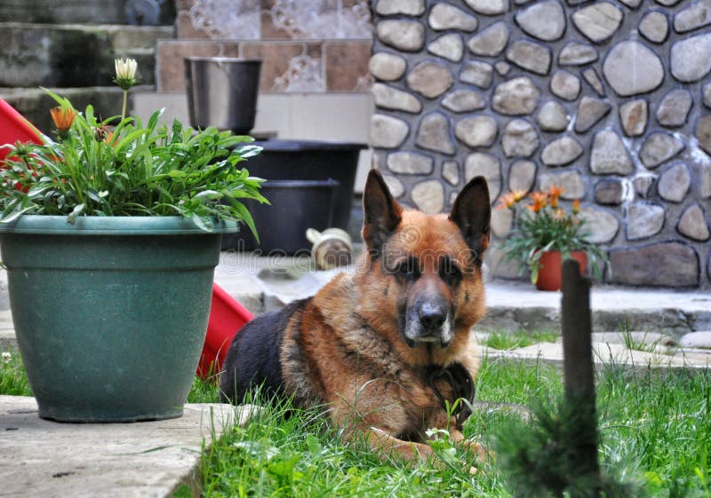 Gammalt vila för tysk herde för hund royaltyfria bilder Gammalt vila för tysk herde för hund royaltyfria bilder
