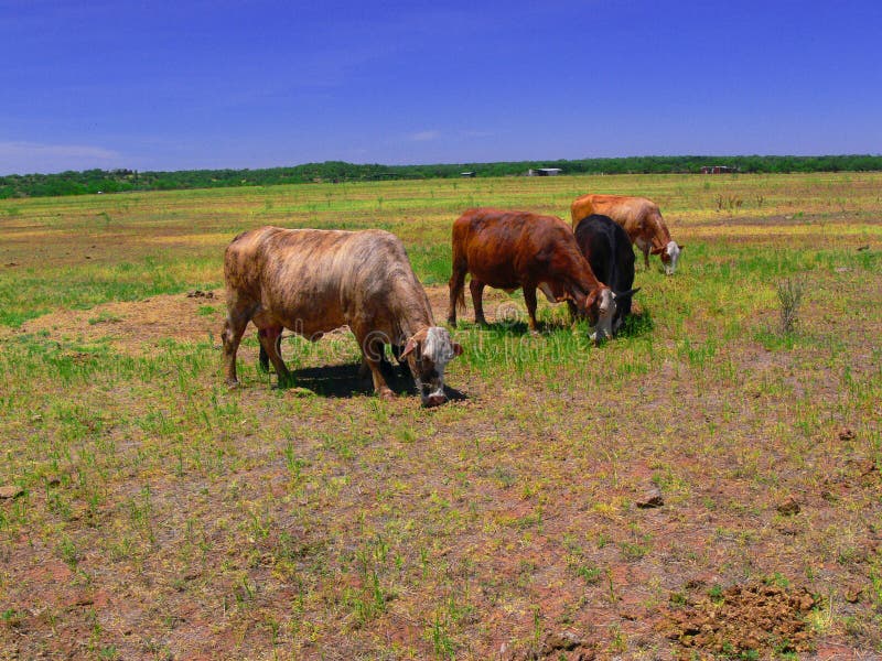 Texas Cattle En Un Rancho Abierto En Primavera Foto de archivo Imagen