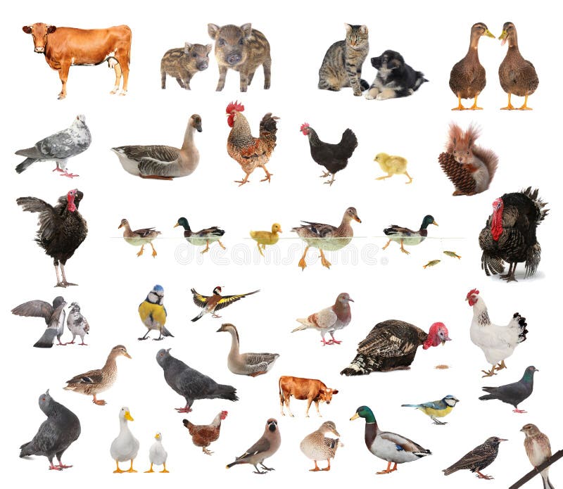 Collage De Los Animales Del Campo En Inglés Delante De Whi Foto de
