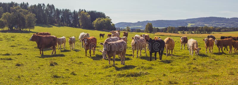 Ganado bovino - rebaÃ±o de vacas en el pasto en el paisaje montaÃ±oso