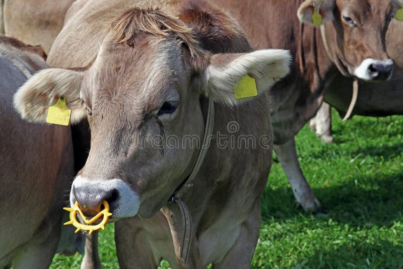 Featured image of post Vaca Con Piercing En La Nariz Por fortuna esta infecci n se trata con facilidad