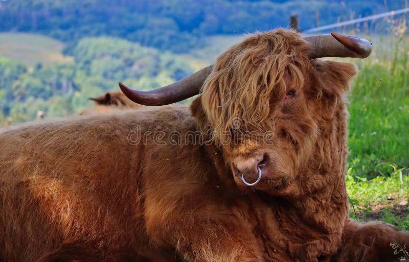 Featured image of post Vacas Con Piercing Una perforaci n o piercing pirsin es una abertura que se hace en el cuerpo con el objetivo de ubicar un pendiente para de esta forma transformar la apariencia corporal manifestando rasgo de inconformidad y en algunos casos empat a hacia otras culturas religiones o moda