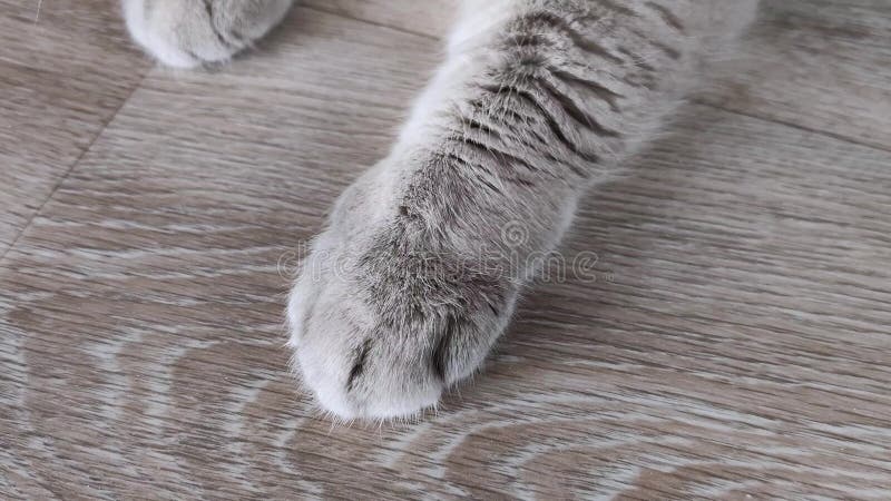 Gancetta di gatto sul pavimento razza reale scozzese Inclinazione, linoleum con motivi di legno Animali da compagnia a casa