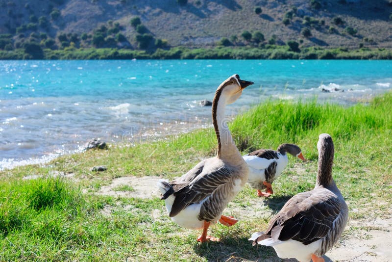 Gander has nice walk with his goose girlfriends on the beach