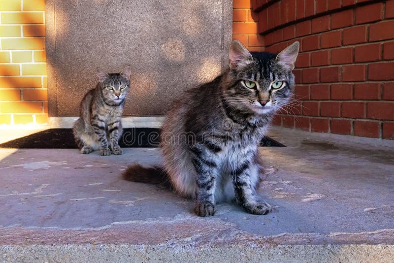 Gang kotów cię obserwuje Poważni przestępcy, ф т ш ф д Zespół gangsterów kotów przed domem