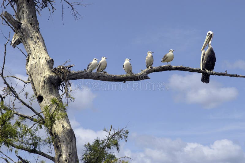 Gang on a limb! royalty free stock photo
