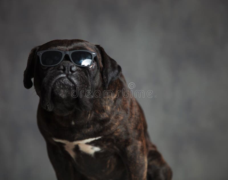 Gangster look of a cute boxer dog sitting