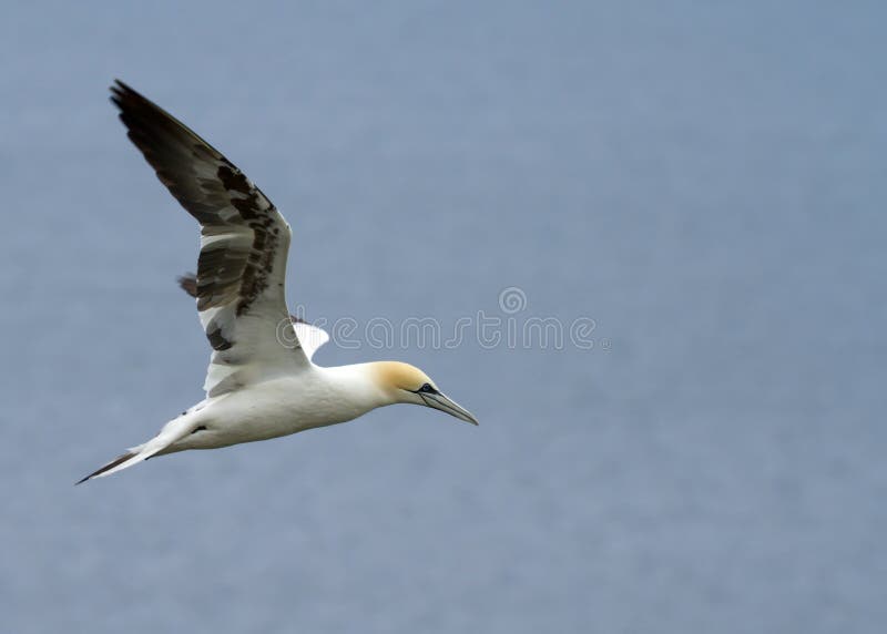 Gannet