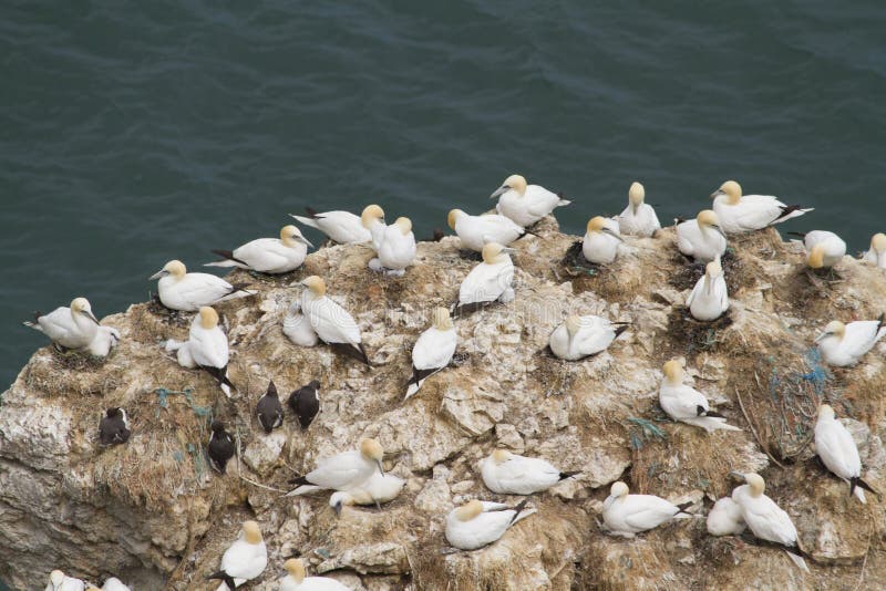 Gannet Colony