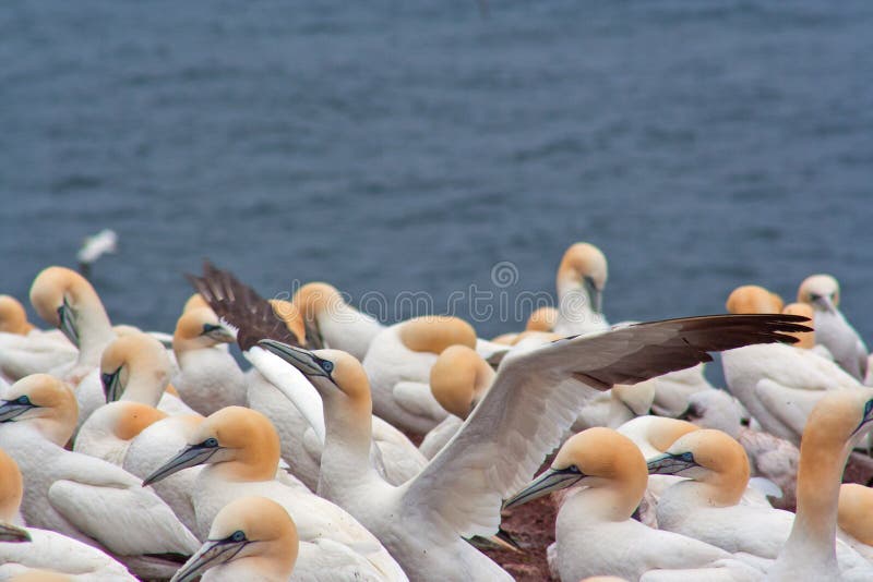 Gannet colony