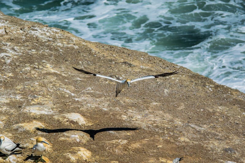 Gannet coming in for landing royalty free stock images Gannet coming in for landing royalty free stock images