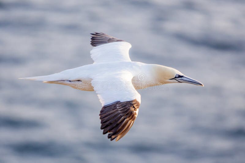 Gannet nordique en vol photo stock Gannet nordique en vol photo stock