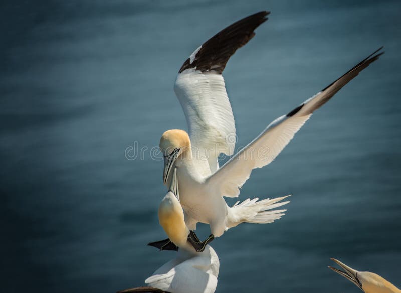 Gannet norteño de aterrizaje imágenes de archivo libres de regalías Gannet norteño de aterrizaje imágenes de archivo libres de regalías