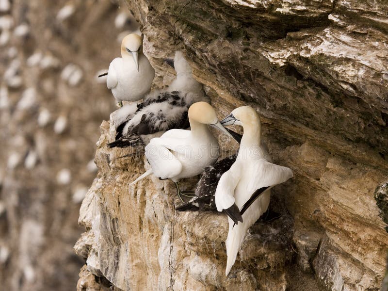 Gannet at Troup Head