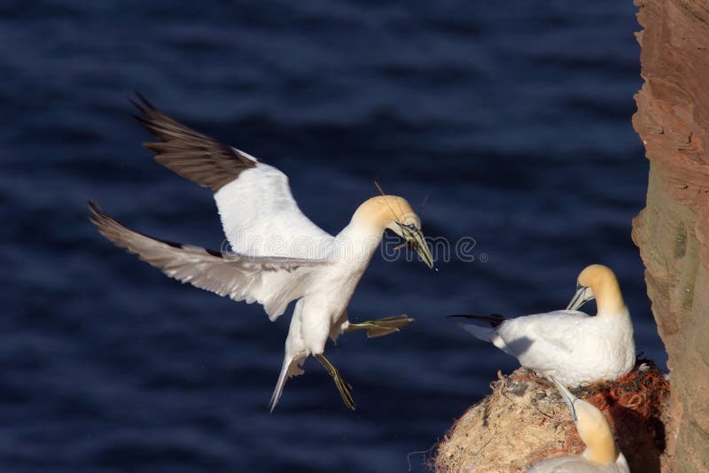 gannet υλικό να τοποθετηθεί προσγείωσης βόρειο στοκ εικόνα με δικαίωμα ελεύθερης χρήσης gannet υλικό να τοποθετηθεί προσγείωσης βόρειο στοκ εικόνα με δικαίωμα ελεύθερης χρήσης