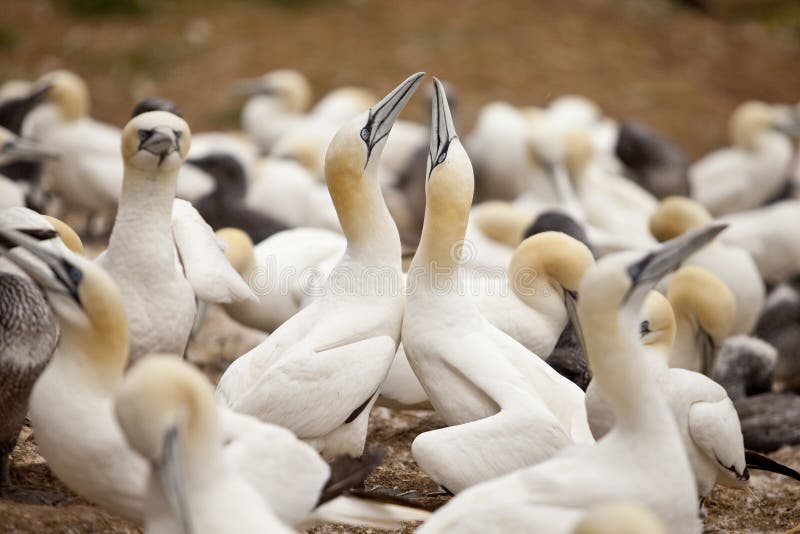 The Gannets Cermony of Seduction