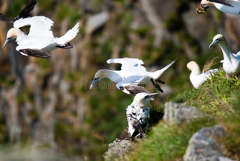 Gannets flying from their nest