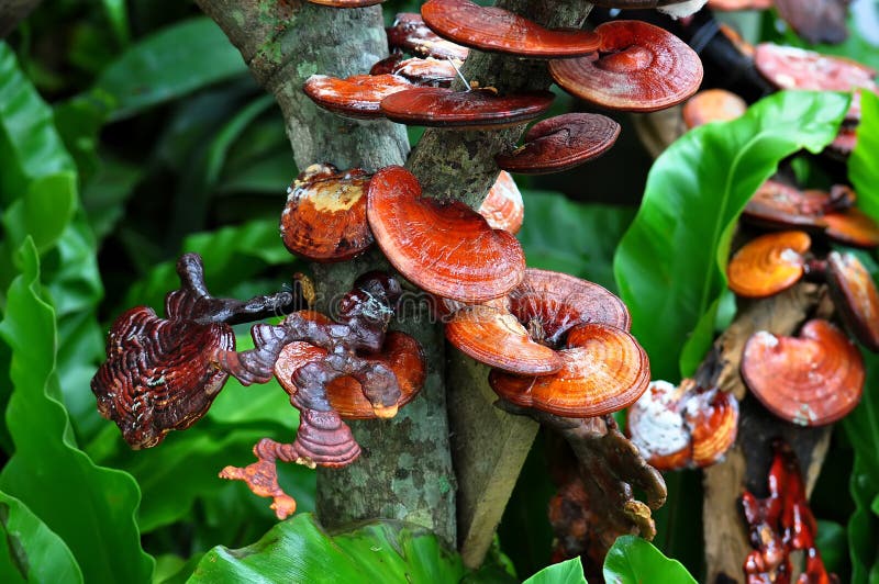 Ganoderma lucidum lizenzfreie stockfotografie