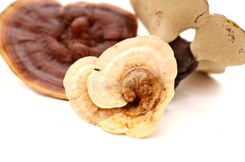 Ganoderma-lucidum ist eine Heilpflanze