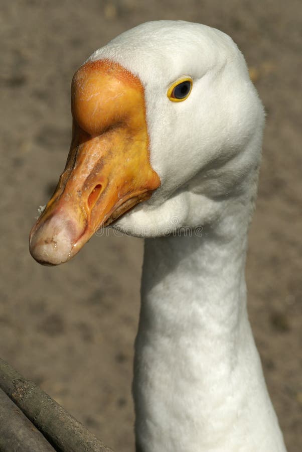 Close-up portrait of white goose. Close-up portrait of white goose
