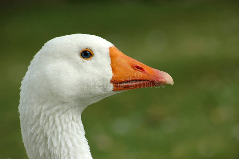A beautiful white goose head portrait with pretty expression in the face watching other geese and animals on the paddock of a poultry farm in South Africa. A beautiful white goose head portrait with pretty expression in the face watching other geese and animals on the paddock of a poultry farm in South Africa
