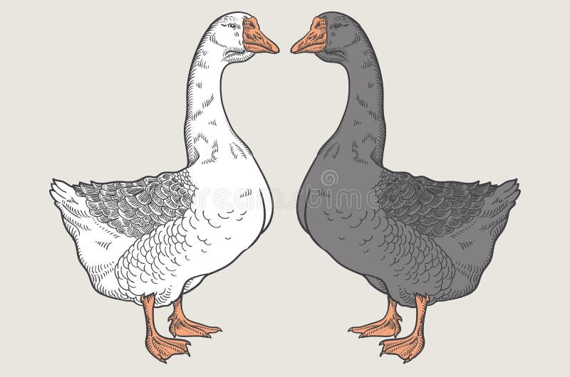 Ganso blanco, ganso gris, mano dibujada, aves de corral del ganso ilustración del vector Ganso blanco, ganso gris, mano dibujada, aves de corral del ganso ilustración del vector