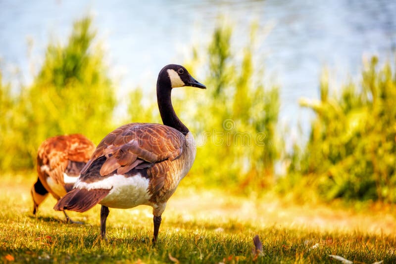 Ganso canadense ou Branta Canadensis nas gramíneas verdes fotos de stock Ganso canadense ou Branta Canadensis nas gramíneas verdes fotos de stock