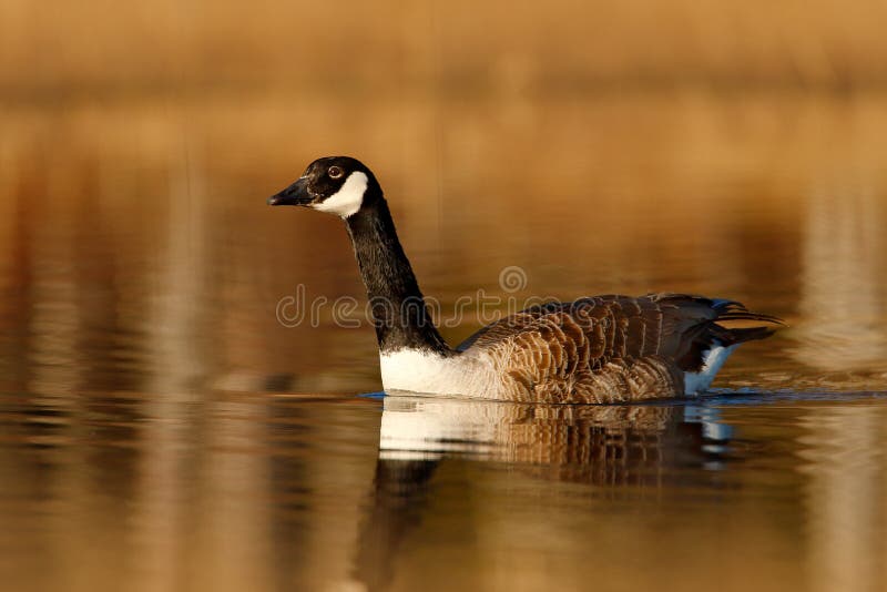 Ganso de Canadá, canadensis del Branta, blanco y negro en la superficie del agua, animal en el hábitat de la hierba del lago de l fotos de archivo Ganso de Canadá, canadensis del Branta, blanco y negro en la superficie del agua, animal en el hábitat de la hierba del lago de l fotos de archivo