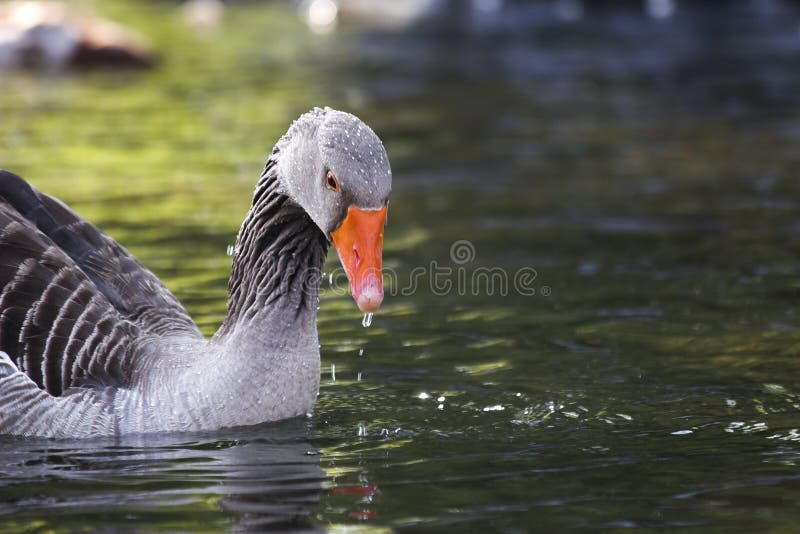 Ganso de pato bravo europeu na lagoa imagens de stock royalty free Ganso de pato bravo europeu na lagoa imagens de stock royalty free