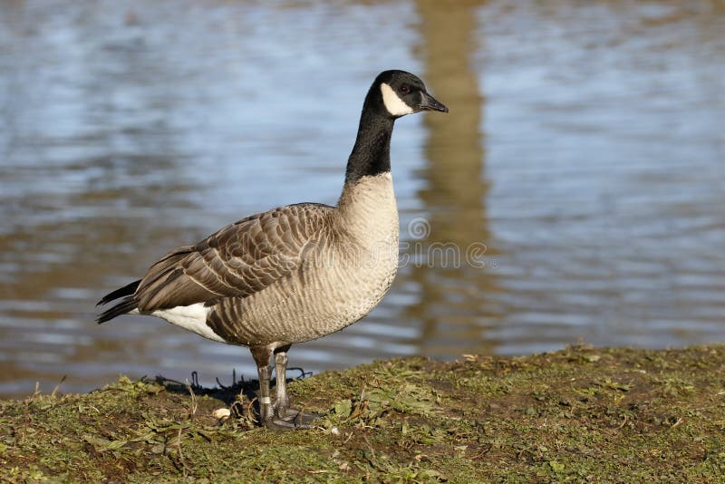 Ganso de Richardsons Canadá, hutchinsii do hutchinsii do Branta foto de stock Ganso de Richardsons Canadá, hutchinsii do hutchinsii do Branta foto de stock